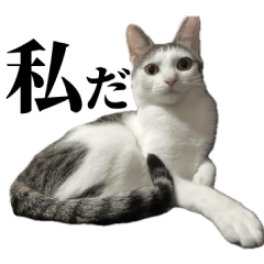 [LINEスタンプ] 3匹暮らしの猫（稀に犬）