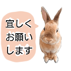 [LINEスタンプ] 敬語も使い分けれるネザーのモコ