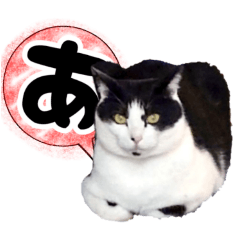 [LINEスタンプ] ハチワレ猫カスタム①