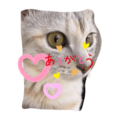 [LINEスタンプ] 猫のモナ。