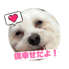 [LINEスタンプ] 動くちょびすけ