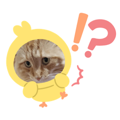 [LINEスタンプ] くうちゃん11