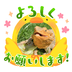 [LINEスタンプ] 我が家のフトアゴちゃんスタンプ