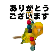 [LINEスタンプ] インコの飼主専用