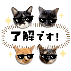 [LINEスタンプ] 久保家のにゃんず