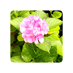 [LINEスタンプ] お花編の画像（メイン）