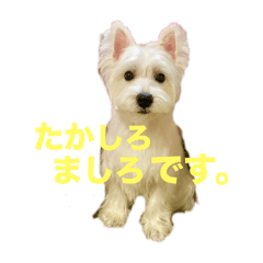 [LINEスタンプ] ましろちゃん 1