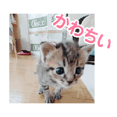 [LINEスタンプ] かわいいのあちゃんアニメ