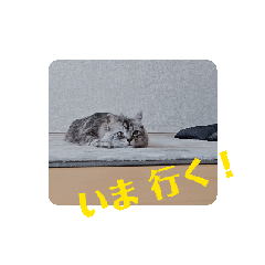 [LINEスタンプ] 今日のしらたま。5