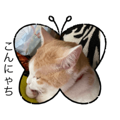 [LINEスタンプ] My cat stamp ぐらくん