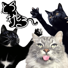 [LINEスタンプ] とらキャビるーの便利なねこスタンプ