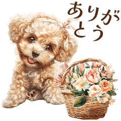 [LINEスタンプ] トイプードルの花屋さん |スタンプアレンジの画像（メイン）