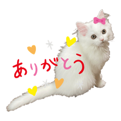 [LINEスタンプ] HAKU.dailyスタンプ