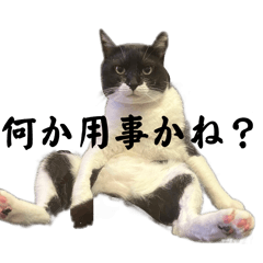 [LINEスタンプ] ネコボーイのお言葉