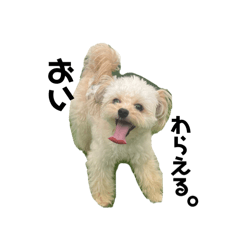 [LINEスタンプ] らいくんと毎日生きるすたんぷ。