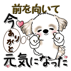 [LINEスタンプ] シーズー犬 『明るく元気に』前を向いて