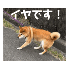 [LINEスタンプ] 柴犬ここちゃん(動く)の画像（メイン）