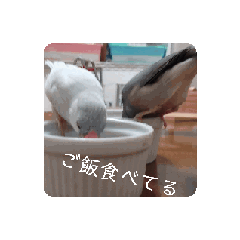 [LINEスタンプ] プイの鳥3