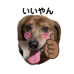 [LINEスタンプ] 愛犬ことらの使えるスタンプ(11)