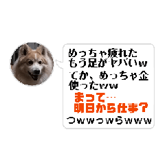 [LINEスタンプ] 動く！可愛い大集合