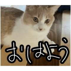 [LINEスタンプ] あいちゃん(猫)