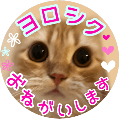 [LINEスタンプ] リアル猫♡らぶ♪にゃんこ♡Love♡5