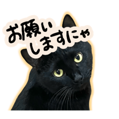 [LINEスタンプ] 黒猫ニケちゃん2