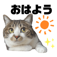[LINEスタンプ] にゃんみ①