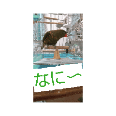 [LINEスタンプ] 鳥の日常別バージョン