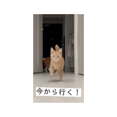 [LINEスタンプ] みっくんとら