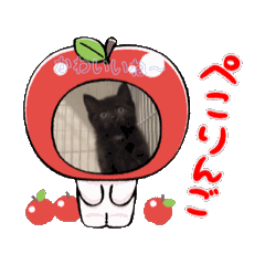 [LINEスタンプ] 可愛い子猫のうごくスタンプ！