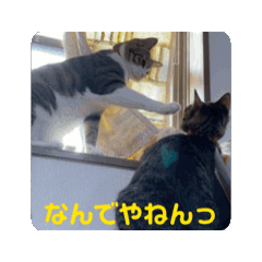 [LINEスタンプ] 動く・キジ白猫とキジトラ猫