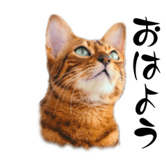 [LINEスタンプ] ベンガル猫ですが何か？1