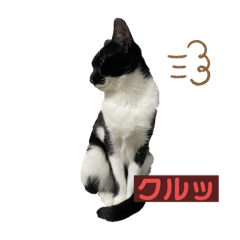 [LINEスタンプ] にゃぴまる主人の猫