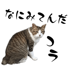 [LINEスタンプ] 漁港ねこのチャリティースタンプ