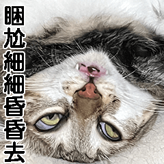 [LINEスタンプ] my neko 可愛くてごめんね 1