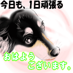 [LINEスタンプ] 愛する我が家のかわいい犬【風河】