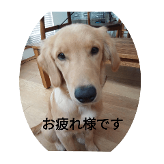 [LINEスタンプ] 犬のゴールデンレトリーバーのミロちゃん