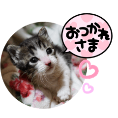 [LINEスタンプ] 麦くん にゃん語あいさつ