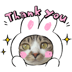 [LINEスタンプ] 毎日使えるにゃんみ