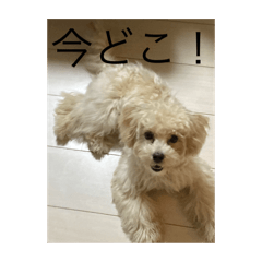 [LINEスタンプ] ポポ＆トト＆パオ