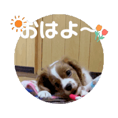 [LINEスタンプ] 可愛い動くルークスタンプ