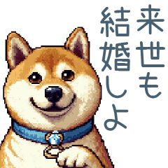 [LINEスタンプ] 嫁を褒める柴犬【カップル・旦那】