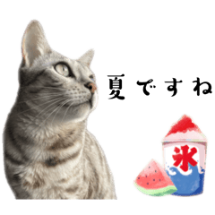 [LINEスタンプ] ベンガル猫ですが何か？夏