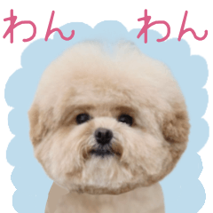 [LINEスタンプ] これでも犬です