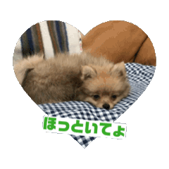 [LINEスタンプ] 動く！ポメラニアンのむぎちゃん