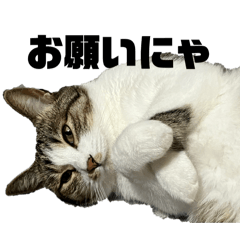 [LINEスタンプ] ツナまんぢう