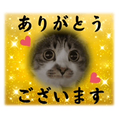 [LINEスタンプ] にゃんみエブリデイ