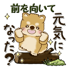 [LINEスタンプ] 柴犬『明るく元気に』前を向いての画像（メイン）