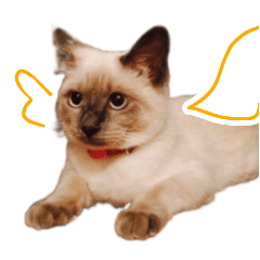 [LINEスタンプ] 茶トラ猫「きなこ」とシャム猫「あずき」